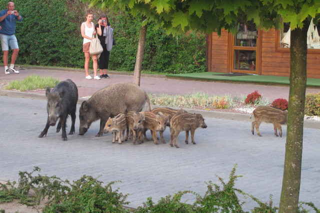 rodzina dzików w Jastarni na ulicy