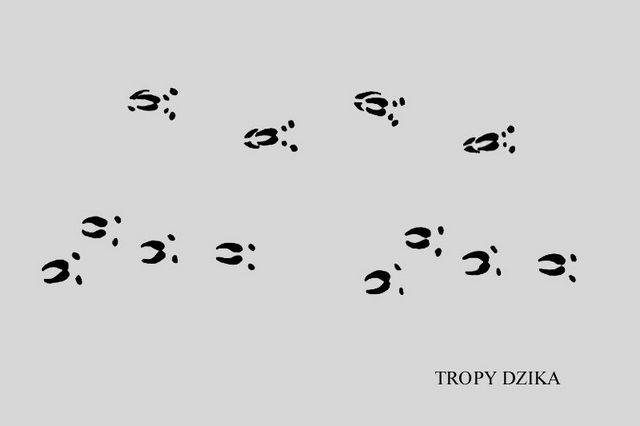Tak wyglądają ślady dzika