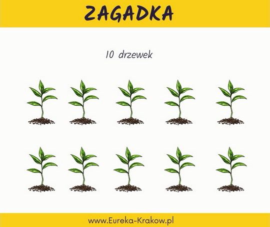 drzewka geometria